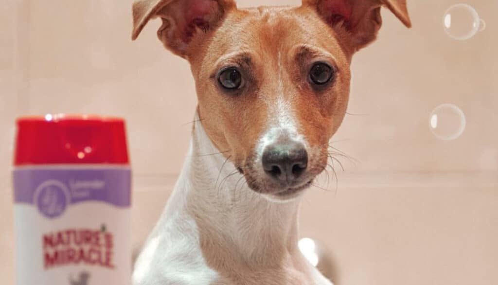 tan and white dog in tub with dog shampoo