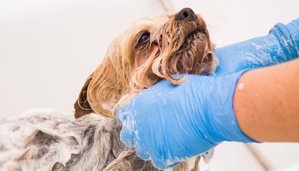 yorkshire terrier getting a bath