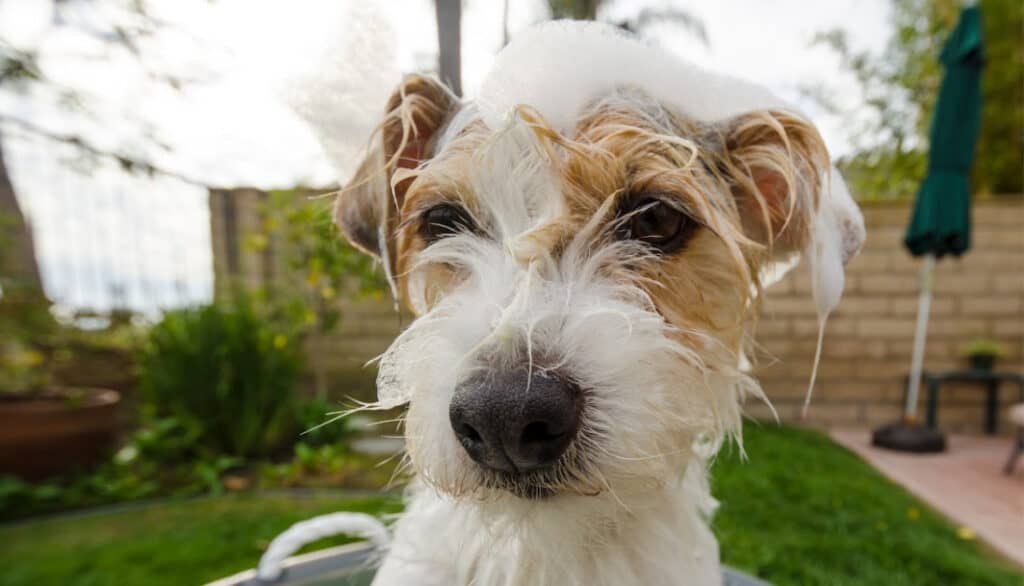 tan and white scruffy dog in a tub outside getting bathed