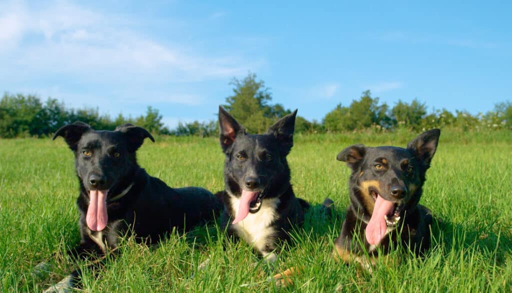 three dogs laying in the grass panting
