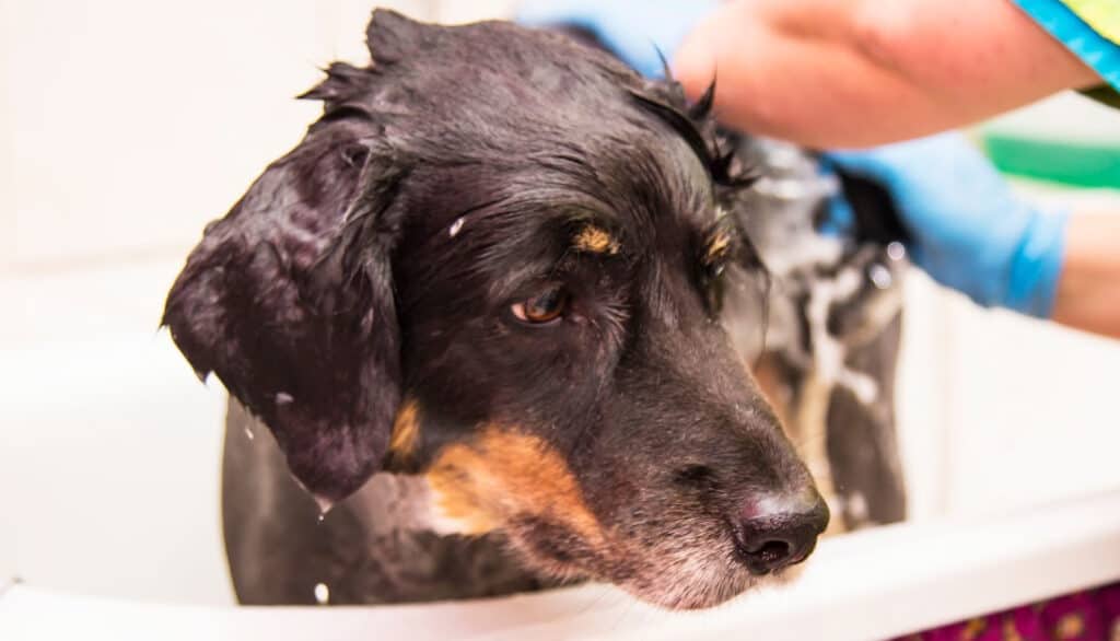 dog being professionally bathed in a tub