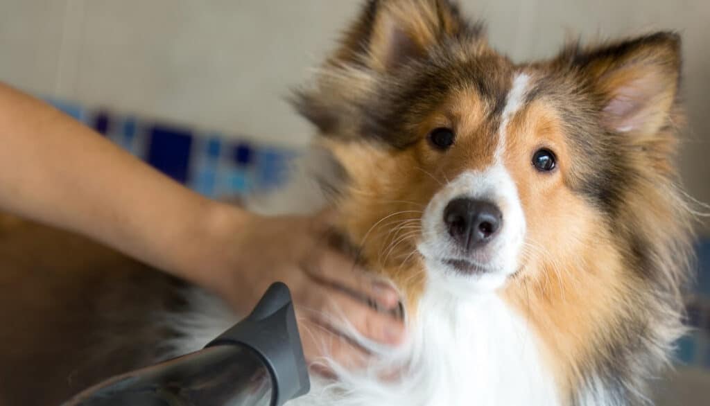 sheltie being blow dried after a bath