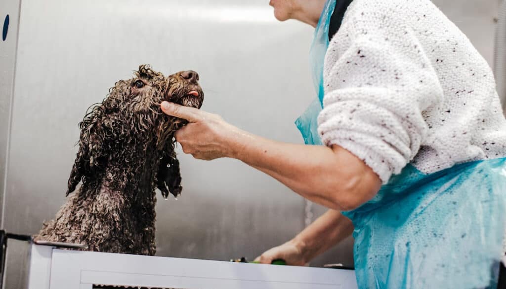 picture of dog being professionally bathed