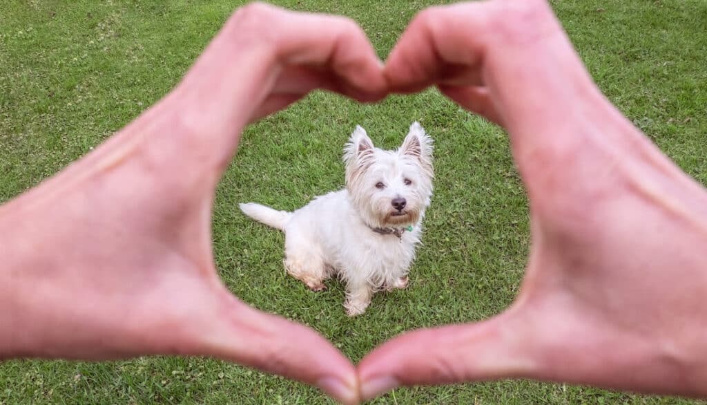 picture of westie through hands shaped like a heart