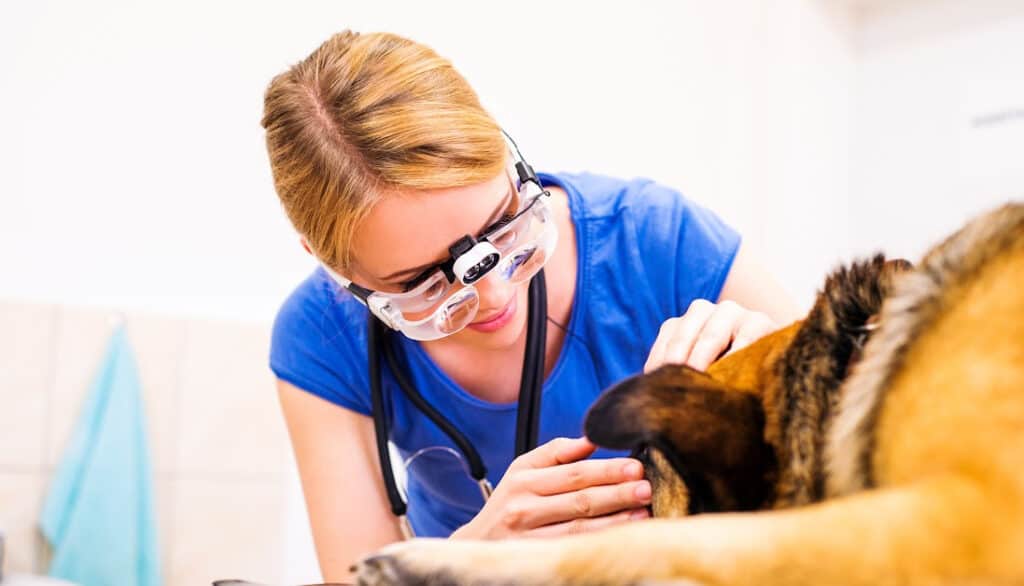 picture of veterinarian examining a dogs eyes