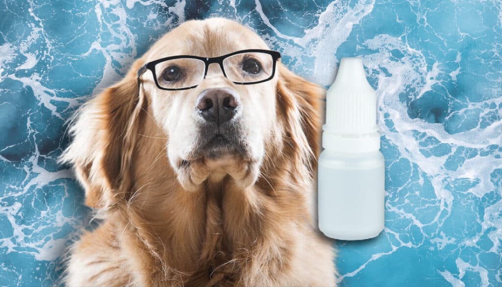 can-you-use-human-eye-drops-on-dogs-expert-answers