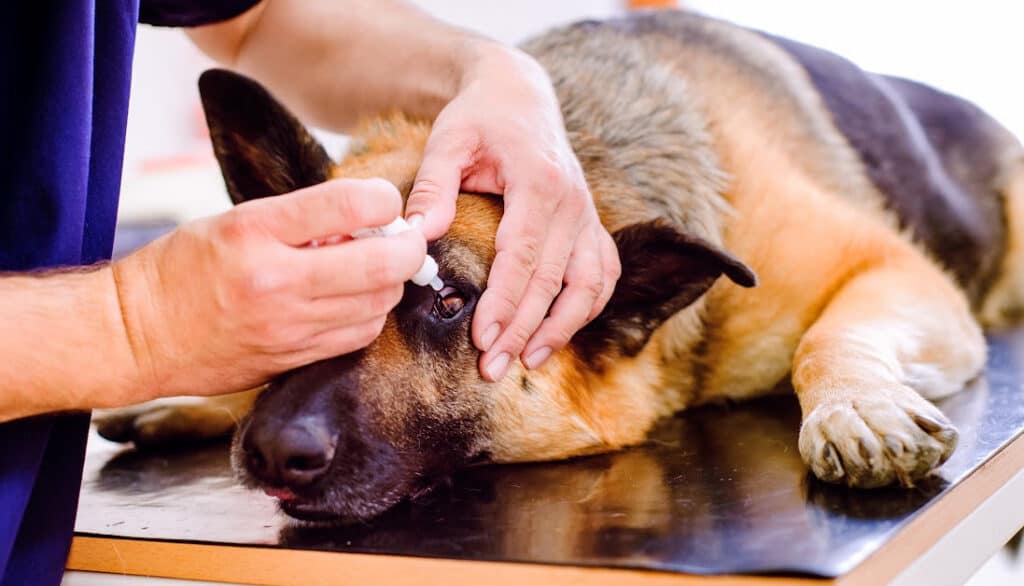 picture of someone putting drops in a dogs eyes