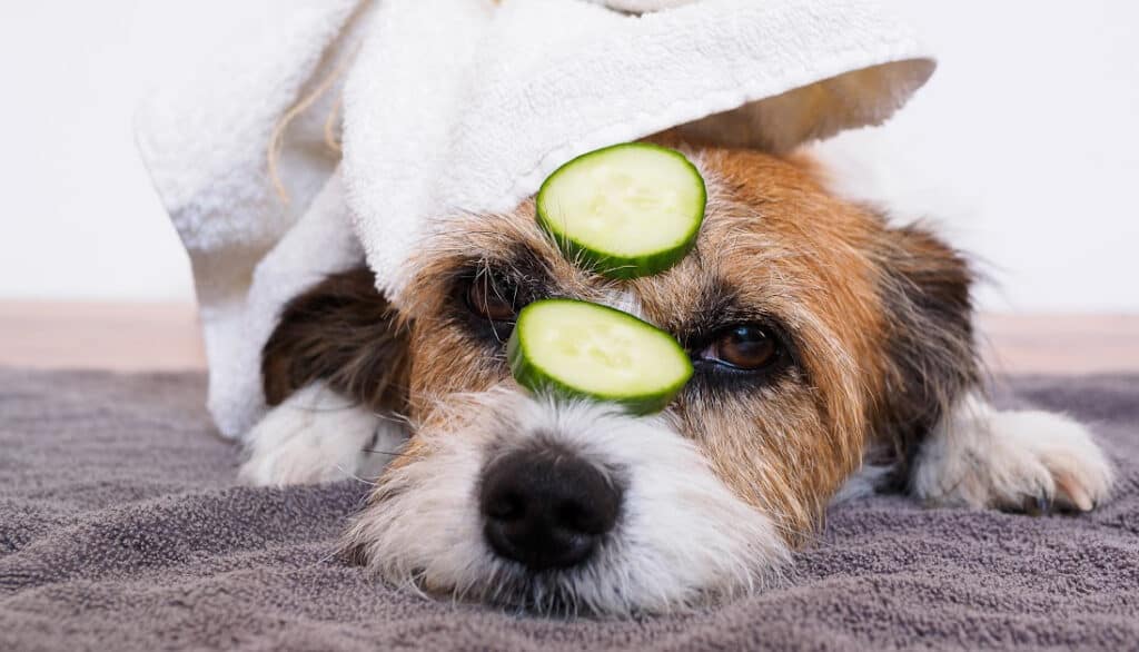 dog laying on towel with cucumber slices on its face and a towel on its head