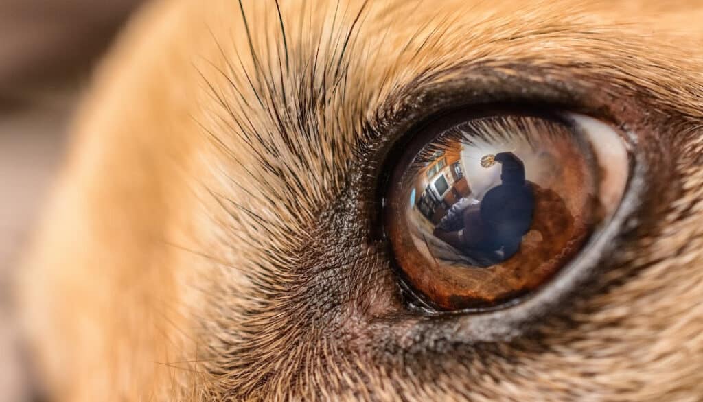 extreme close up of dog eye