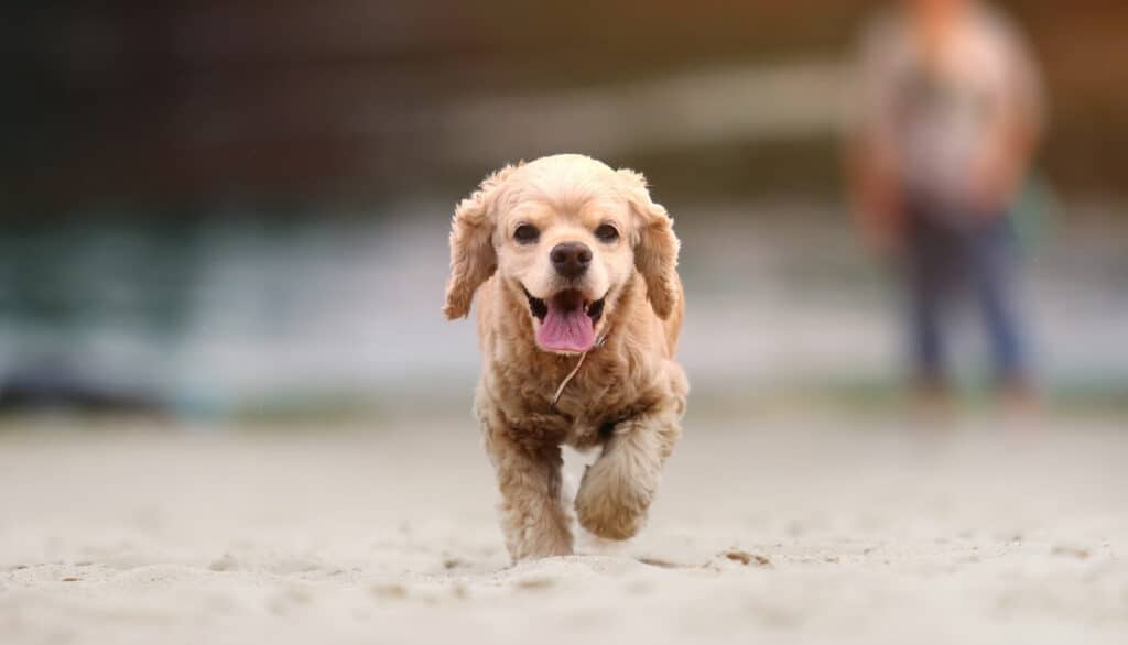 picture of cocker spaniel running through the sand towards the camera