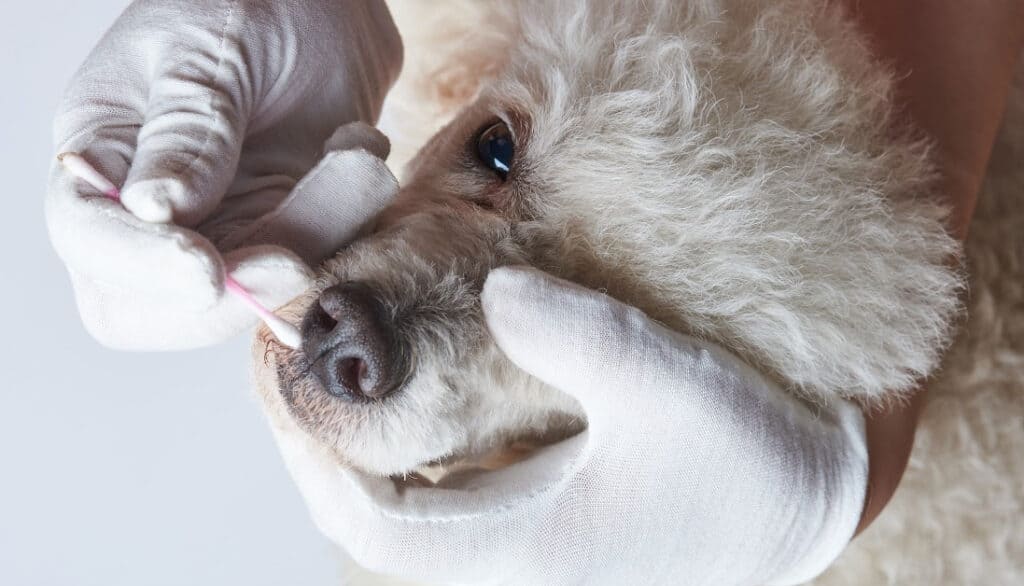 poodle getting wound on nose cleaned