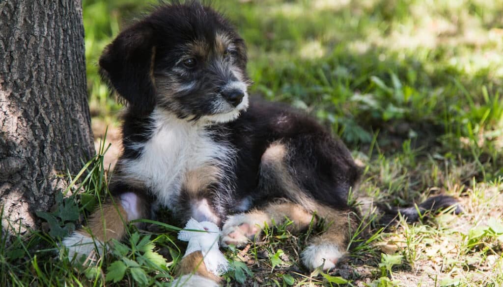 dog laying under tree in the shade with bandage on leg