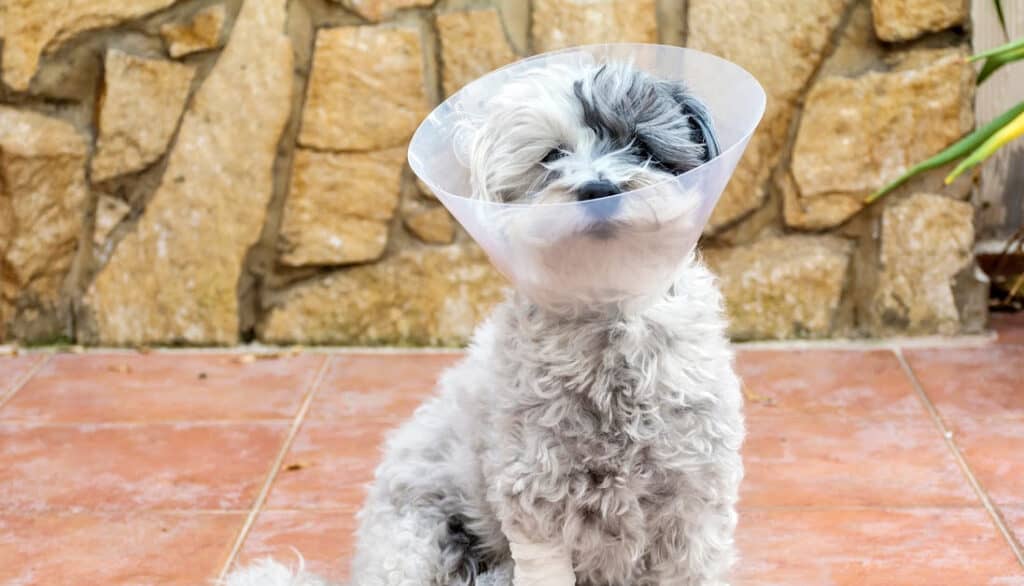 dog with cone and bandaged leg