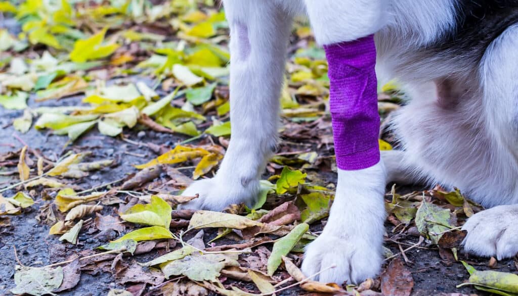 picture of white and black dog with a leg injury wrapped