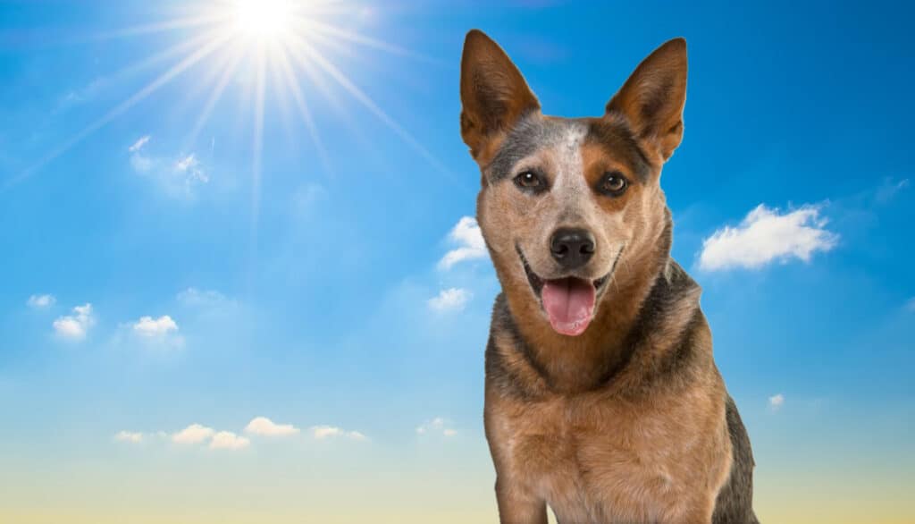 red heeler with a blue sky and sunshine behind it
