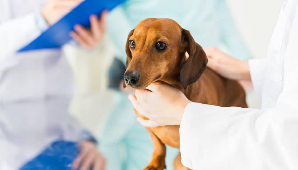 red dachshund getting vet checkup