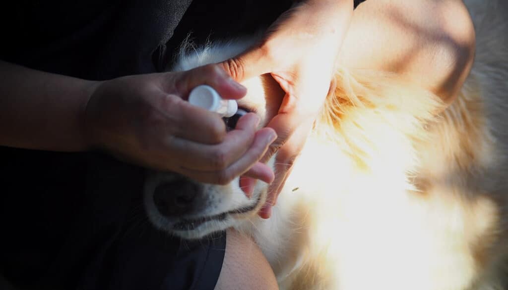 dog getting eye drops administered