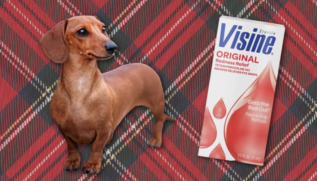 can-you-use-visine-on-dogs-is-it-safe