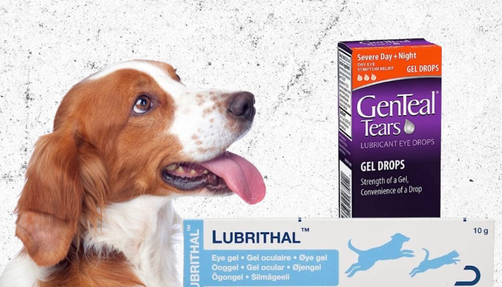 spaniel type dog with lubrithal and genteal tears eye gel