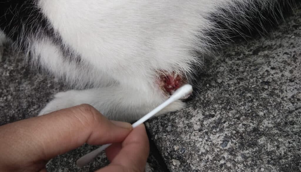 cleaning wound with q-tip