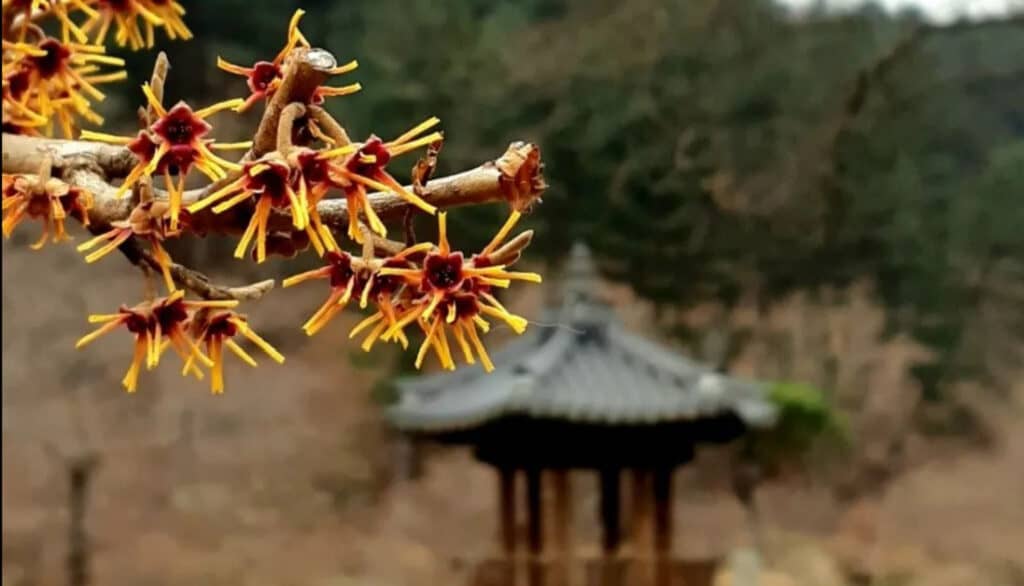 witch hazel growing in garden