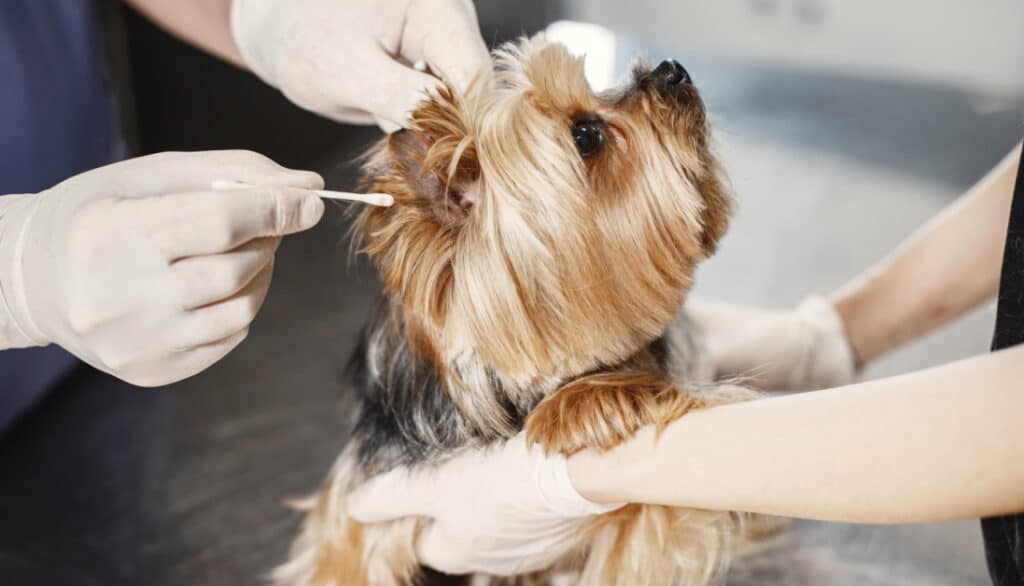 person cleaning dog's ear with a q-tip