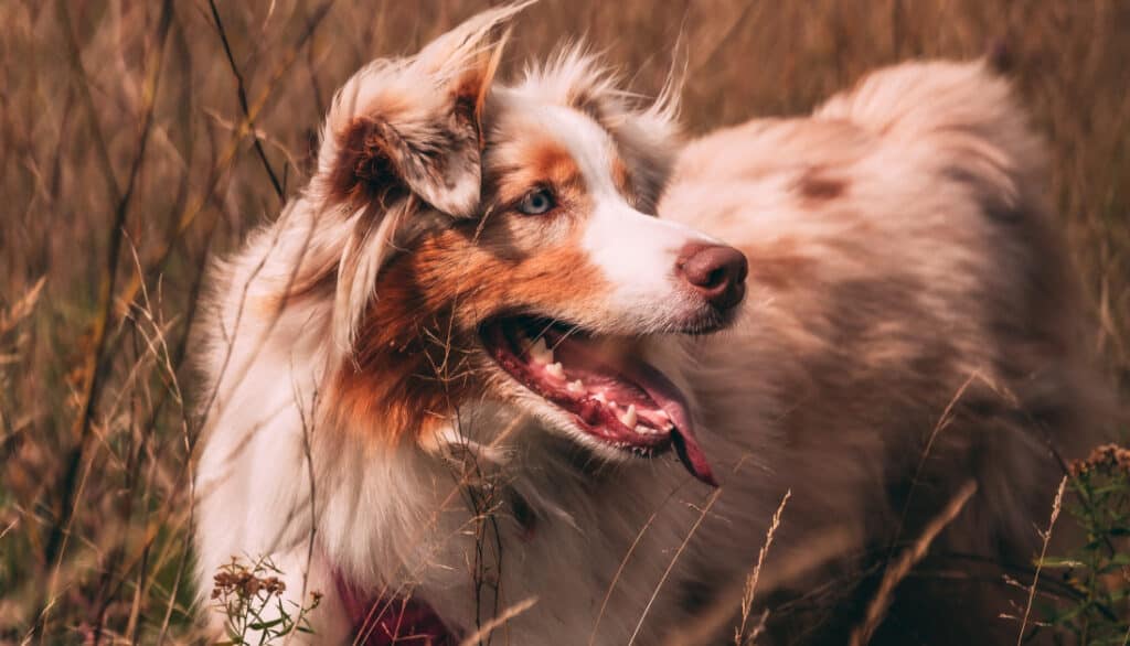 Australian shepherd in a field of tall dry grass 