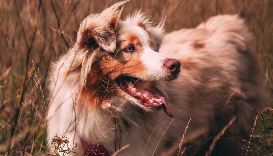 Can You Use Witch Hazel On Dogs? What Is It Used For?