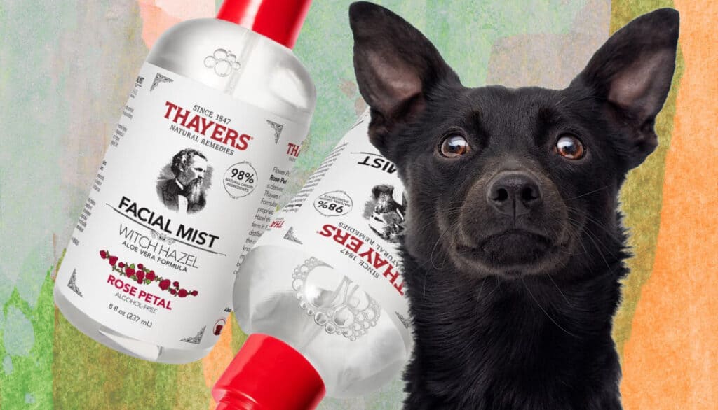 Can You Use Witch Hazel On Dogs? What Is It Used For?