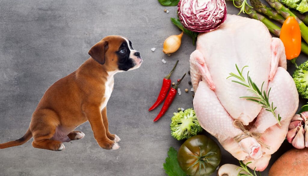 boxer puppy looking at turkey