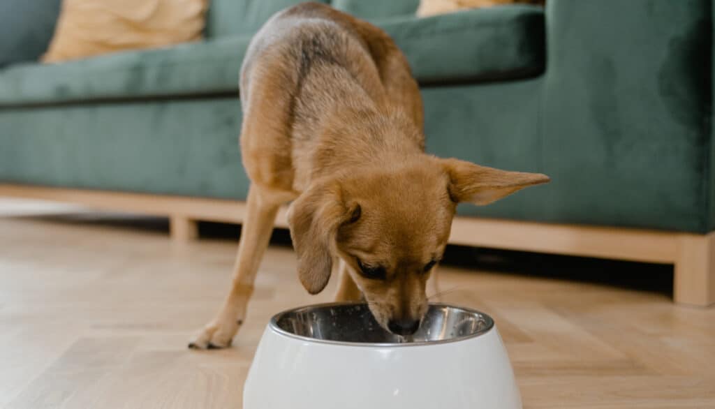 dog sniffing food bowl in front of green velvet couch