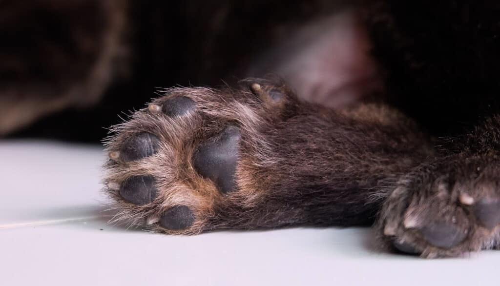 small dog paws