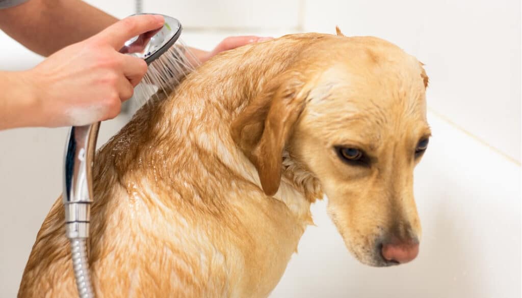 yellow lab in bath