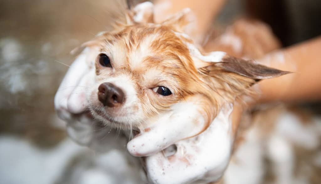 chihuahua in bath