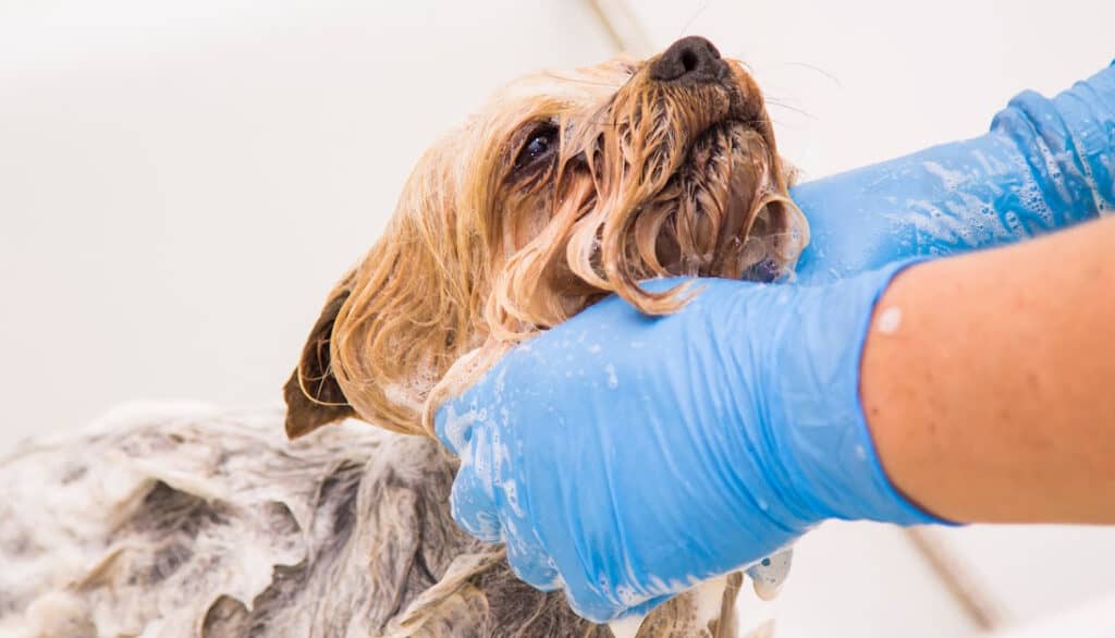 is cat shampoo safe for dogs