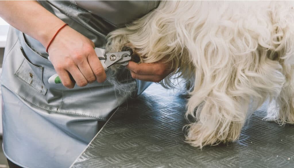 groomer trimming dog nails