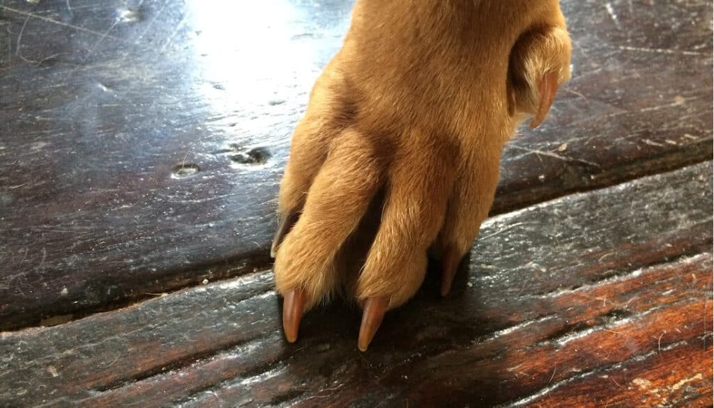 dog with long nails