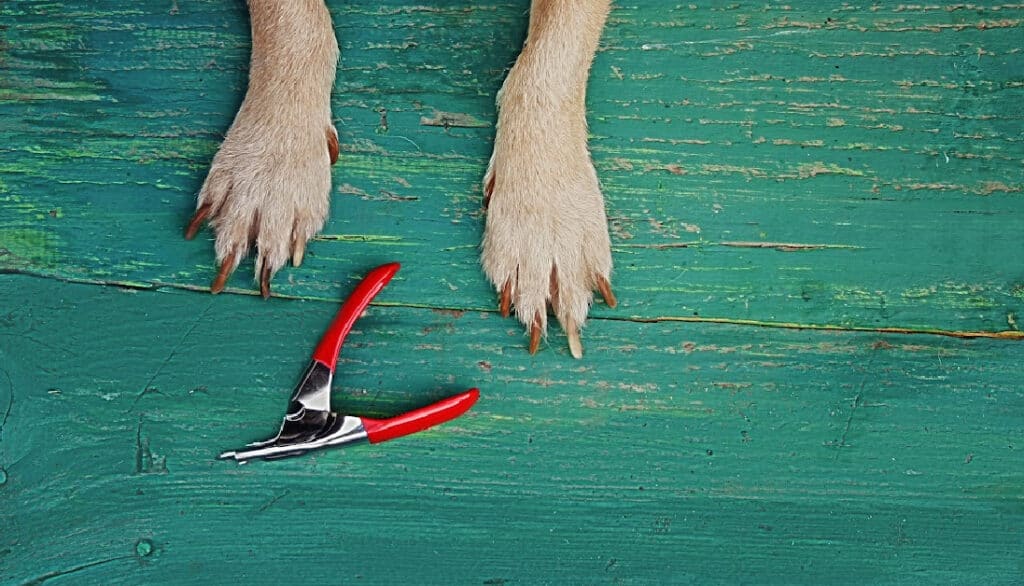 how often do trim dog nails