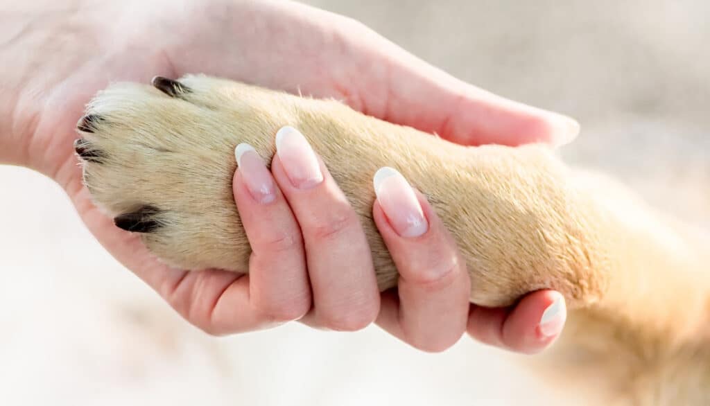 holding dog paw