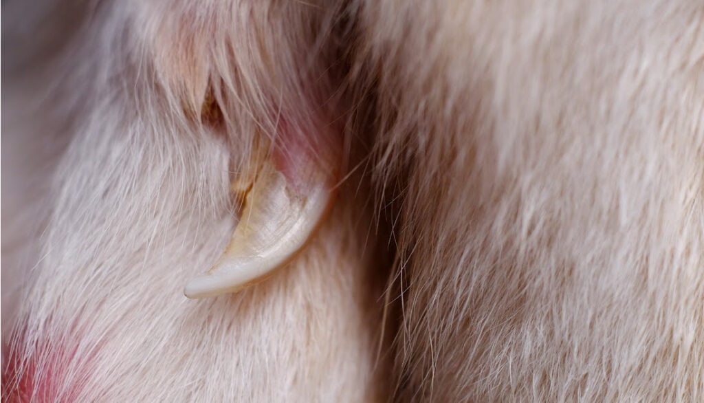 dog dewclaw