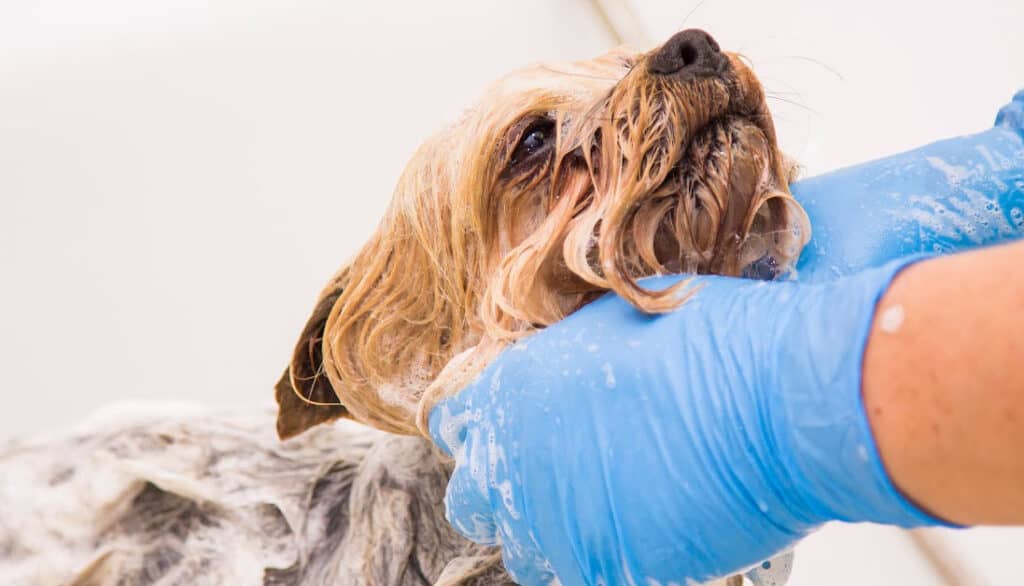 grooming washing bathing a dog with waterless shampoo
