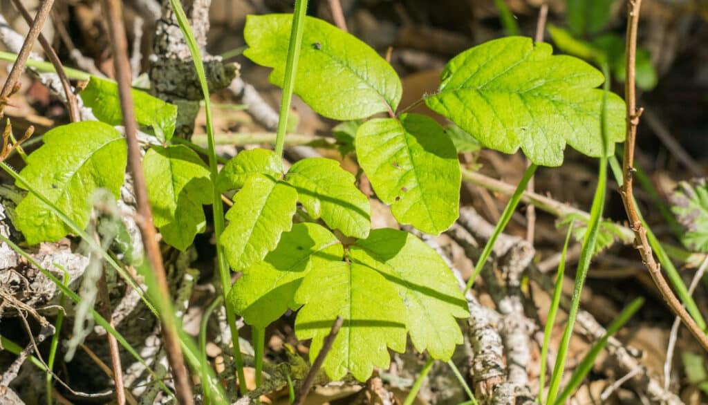 poison oak leaves