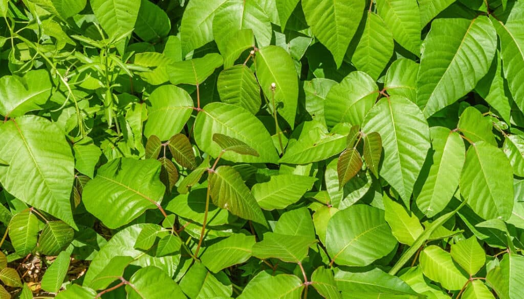 poison sumac leaves and stems