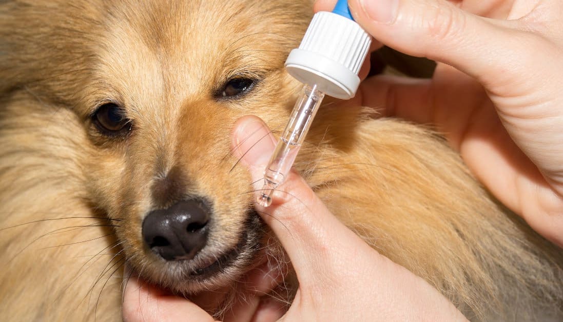 Butorphanol For Dogs: Vet Gives Dose, Side Effects & Alternatives