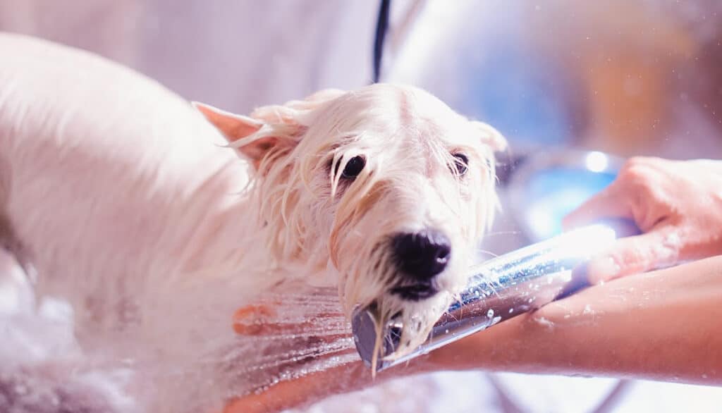 white dog getting bath