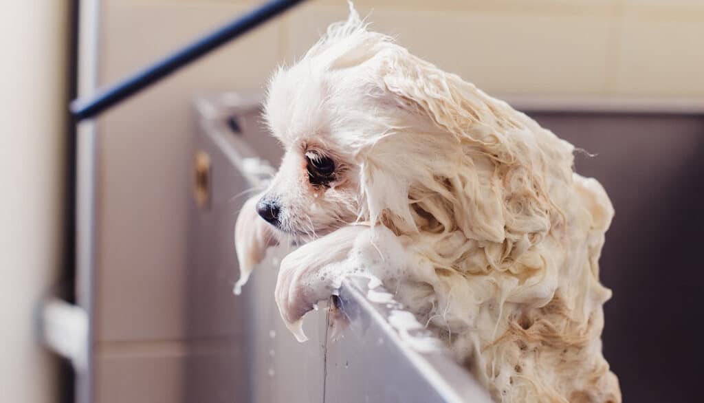 pomeranian in bathtub