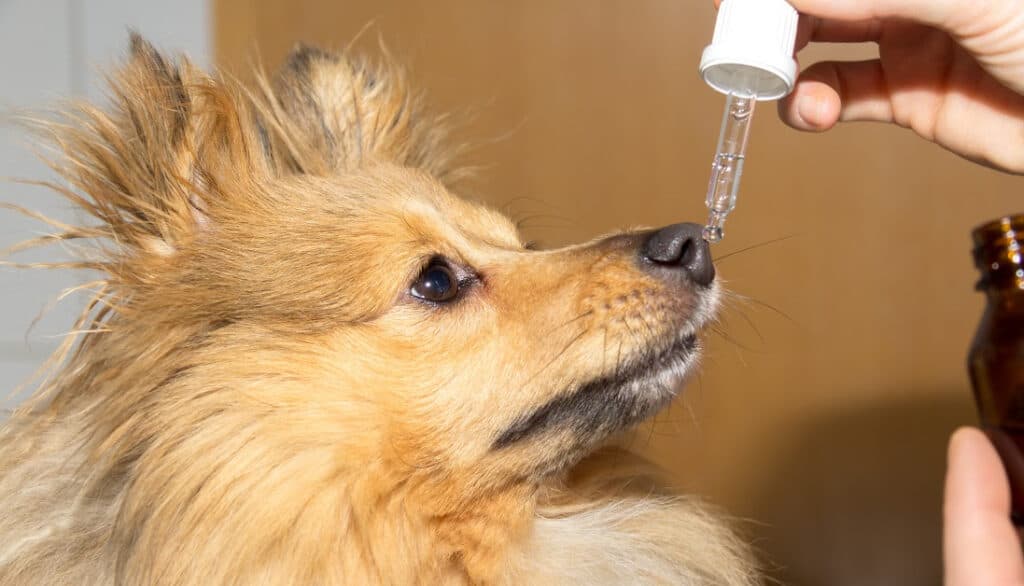 dog getting dropper of cbd oil