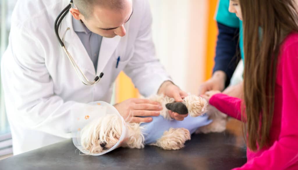 veterinarian prescribes clavamox for little dog