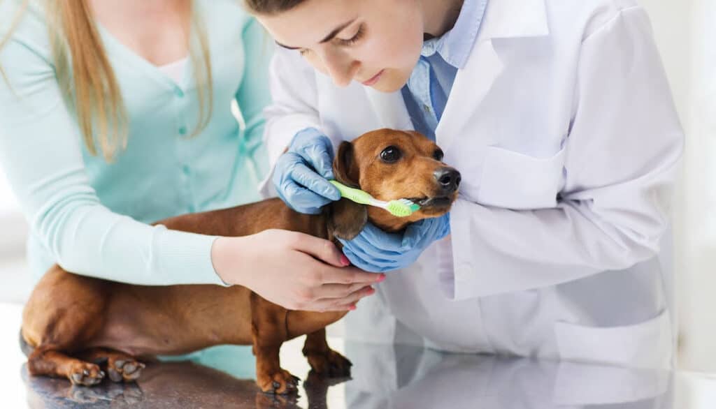 oral health and dental care treatment from veterinarian

