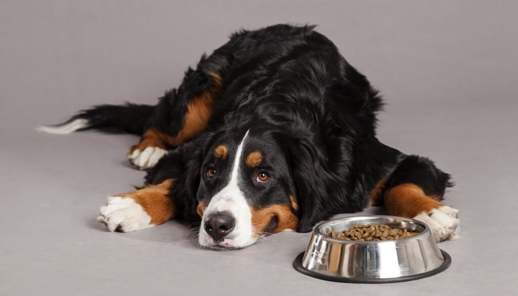 diarrhea from food allergies in dogs